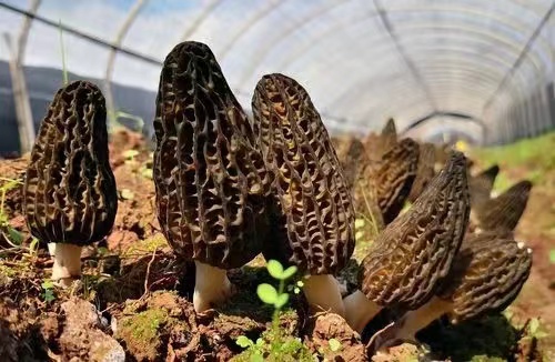 Development Trend of Morel Industry in China