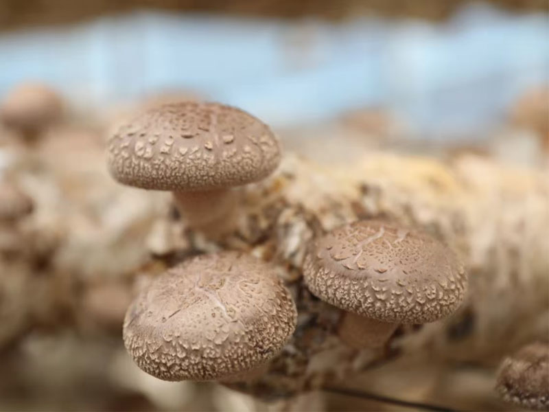 Climate Control Solutions for Shiitake Mushroom Cultivation