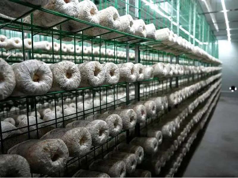 How to Choose the Right Equipment for Small-Scale Mushroom Production？