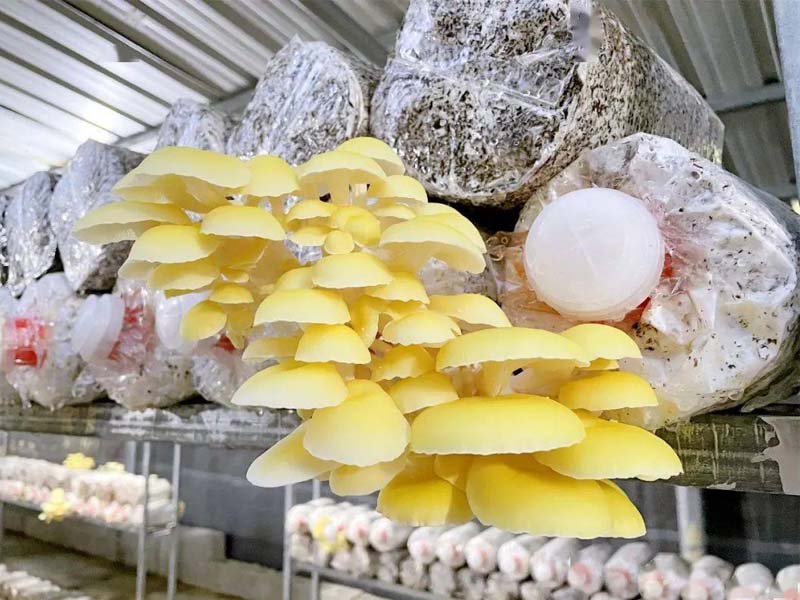 Mushroom Bagging Techniques: Sealing Methods & Applications