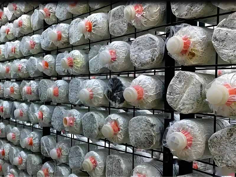 Why Ring and Cap Sealing Is Key for King Oyster and Enoki？