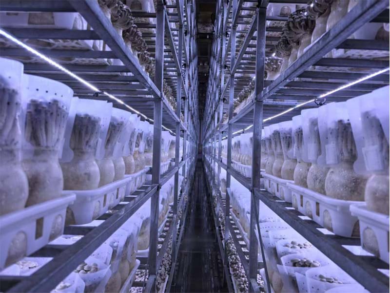 Building a Reliable Steam Sterilization System for Mushroom Cultivation