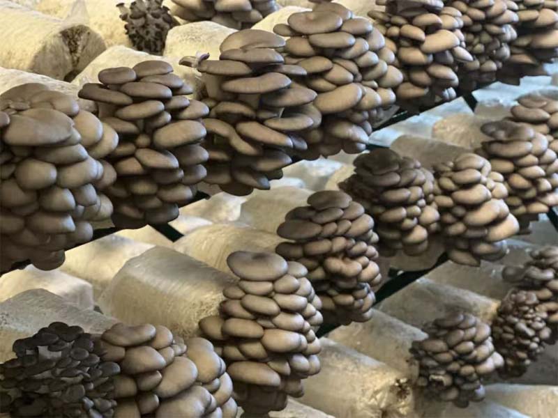 Mushroom Sterilization: Why Clean Substrates Mean Higher Yields