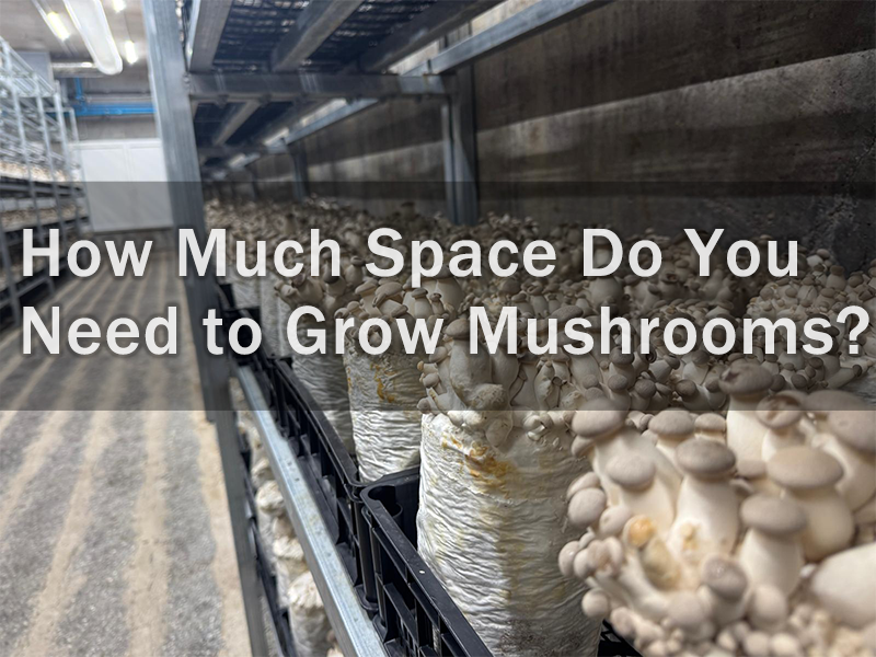 How Much Space Do You Really Need to Grow Mushrooms?