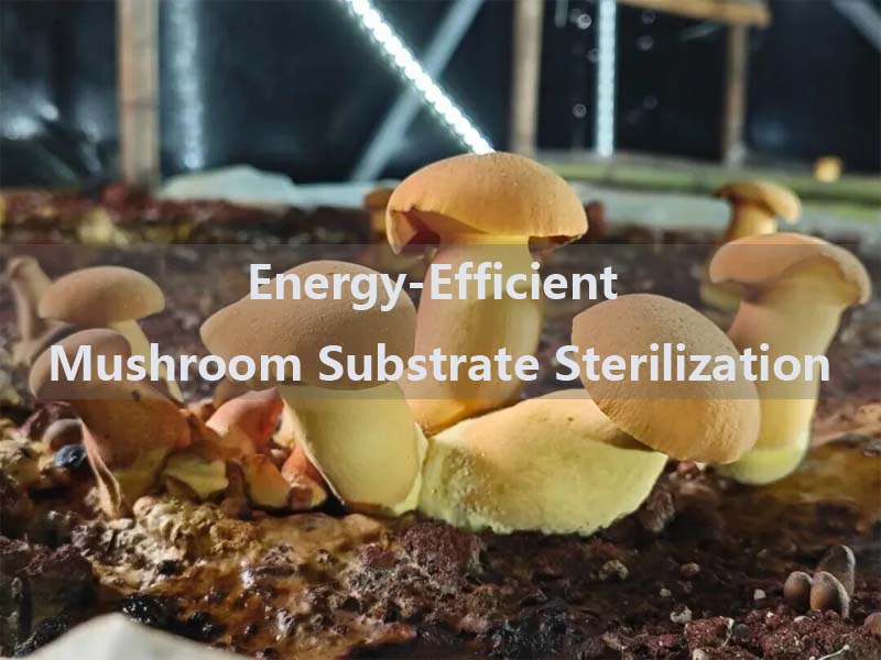 Energy-Efficient Mushroom Substrate Sterilization