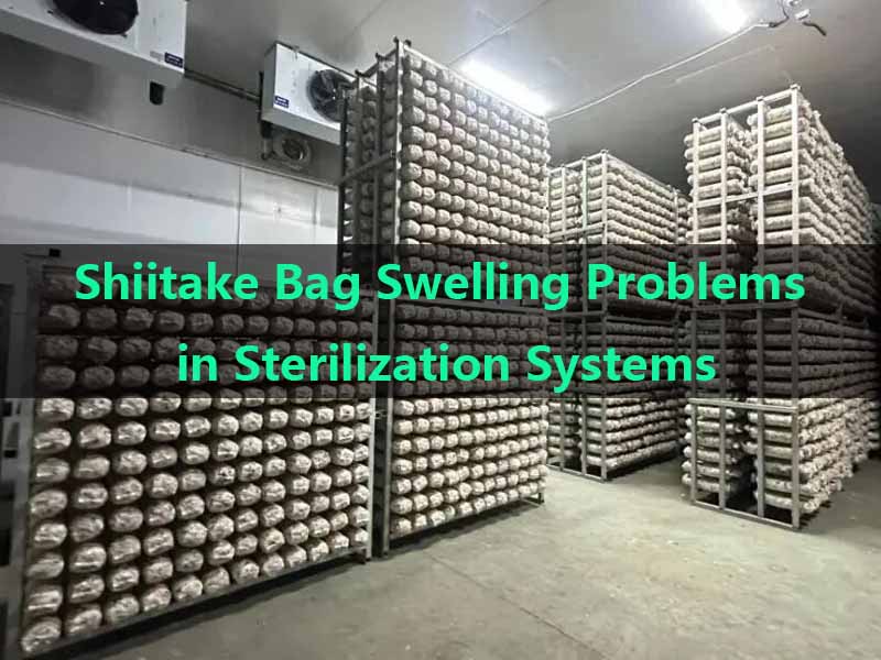 Shiitake Sterilization Problems and Equipment Solutions