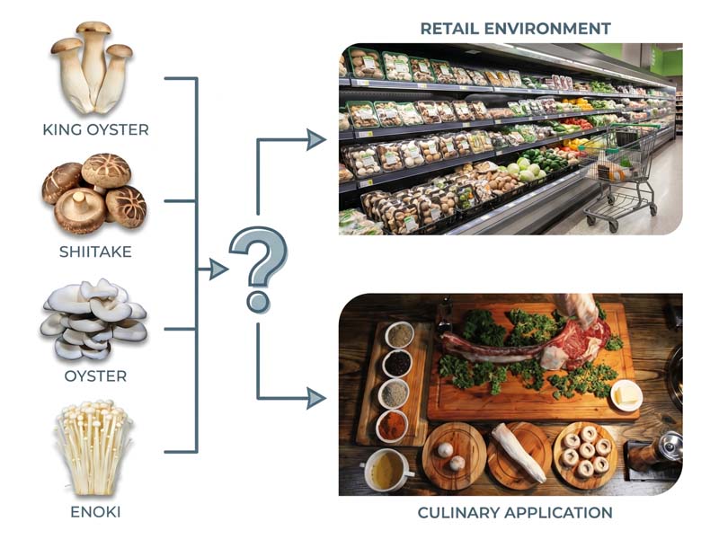 Best Mushrooms to Grow for Market Demand