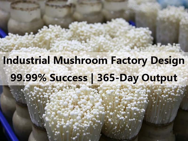 Industrial Mushroom Factory Design: Engineering 365-Day High-Yield Success
